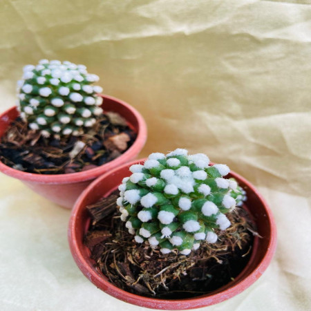 Cacti Mammillaria Vetula - Arizona Snowcap