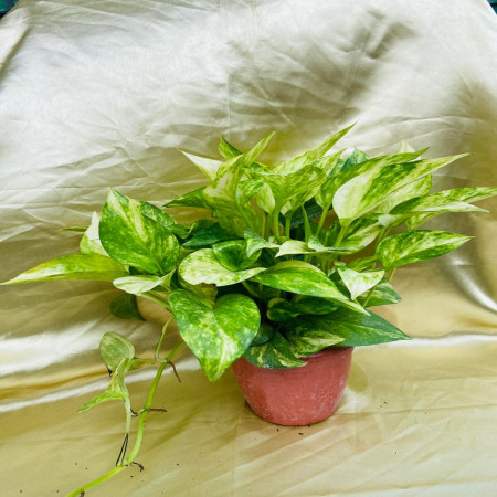 Gold king pothos