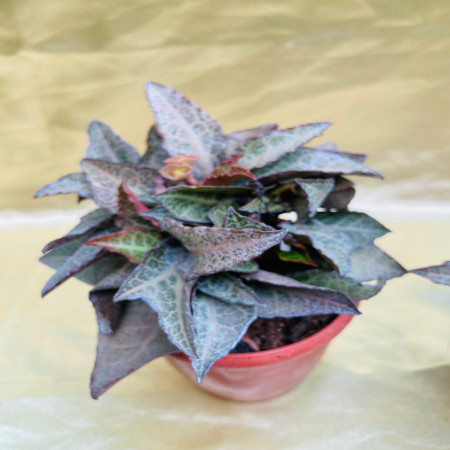 Euphorbia francoisii hybrid