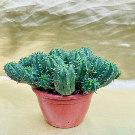 Euphorbia ferox