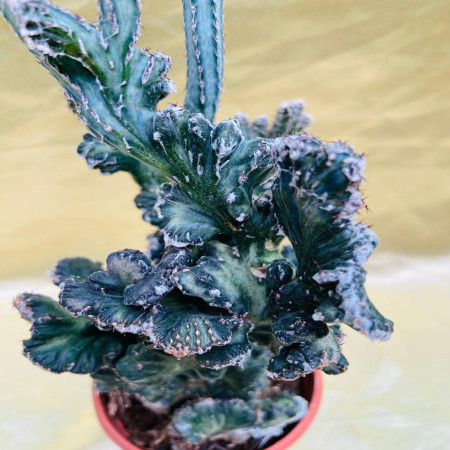 Monvillea Spegazzinii Cristata