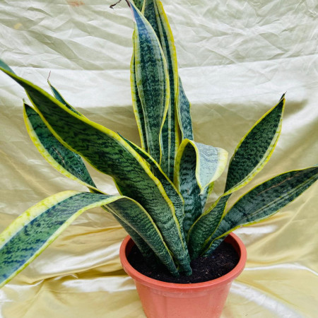 Sansevieria laurentii