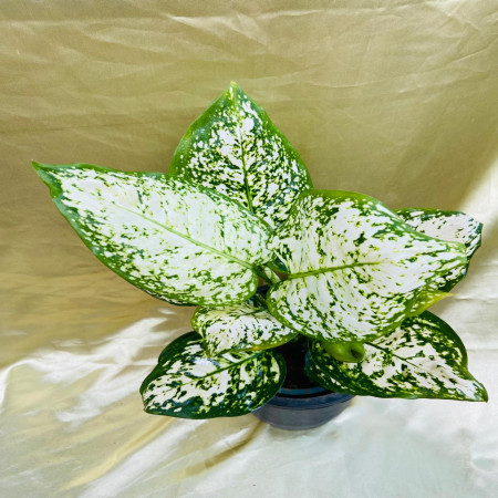 Aglaonema White dotted