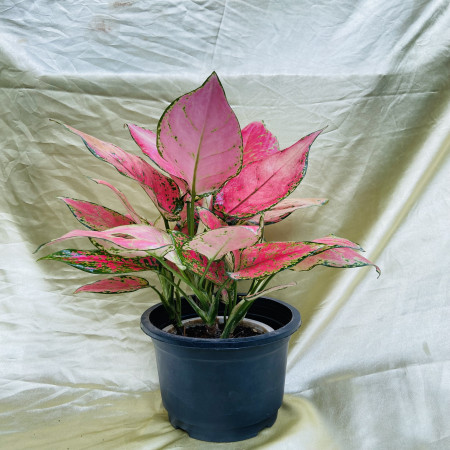 Aglaonema Anjamani