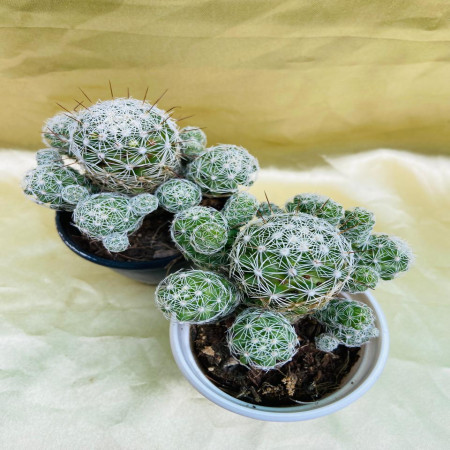 Cacti Mammillaria Gracilis - Antje