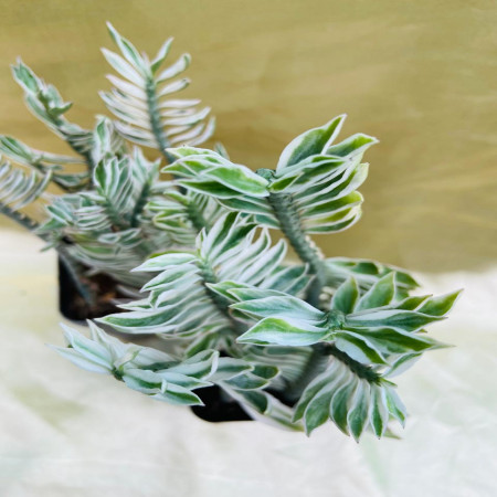 Pedilanthus Tithymaloides Nan - Variegata