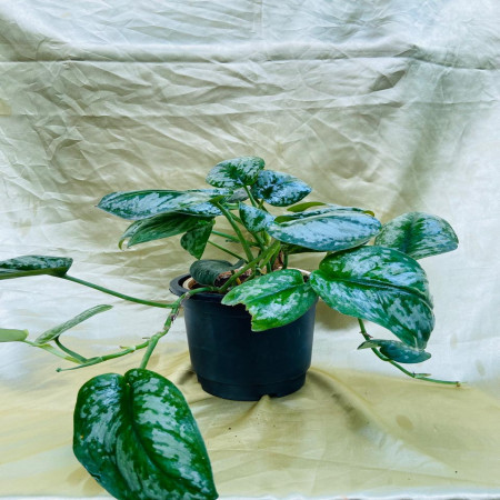 Satin pothos