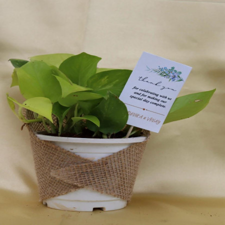 Pothos Wrapped With Jute