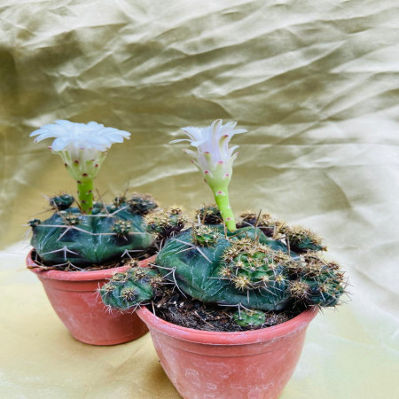 Gymnocalycium mihanovichii ‘Green’