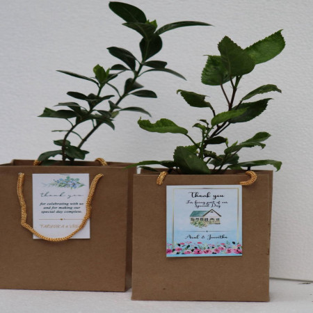 Sapling With Paper Bag and Thank You Card