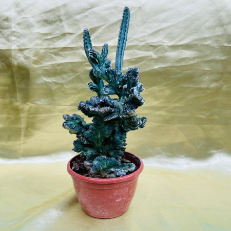 Monvillea Spegazzinii Cristata