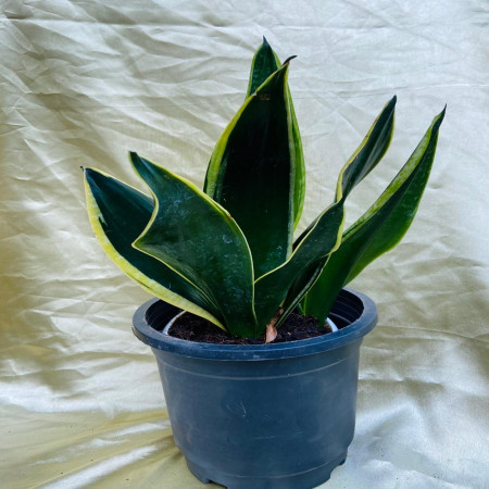 Snake plant- sansevieria black gold
