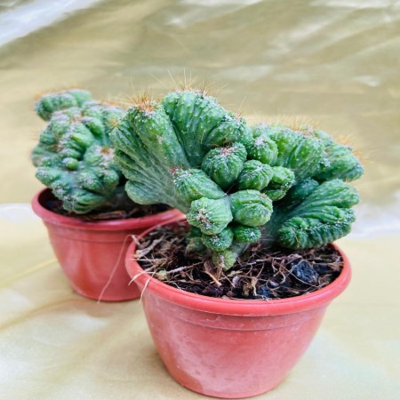 Cacti Cristate D