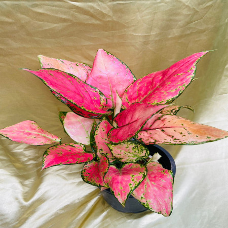 Aglaonema Anjamani