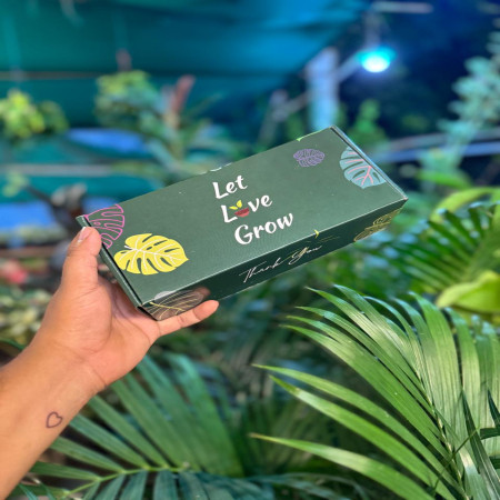 Lucky bamboo box