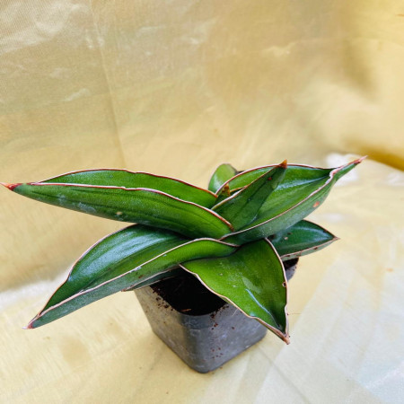Sansevieria ehrenbergii